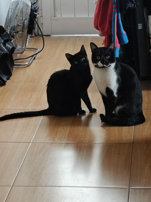 Gatinhos e gatos para adoção (saudáveis)