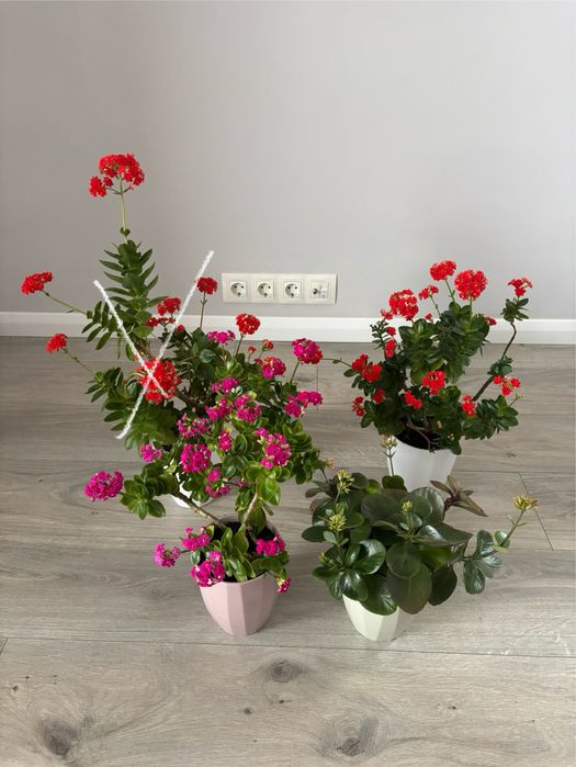 Каланхоє доросле з горщиками