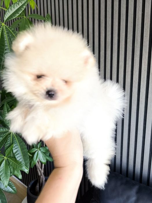 Spitz Mini.  Lulu da Pomerânia . Laranja. Linhagem Russa