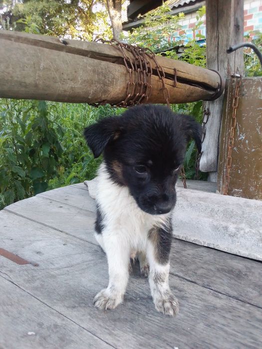 Віддам в добрі руки