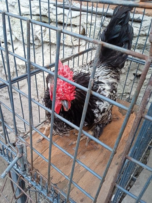 Когути домашні півні мастер грей