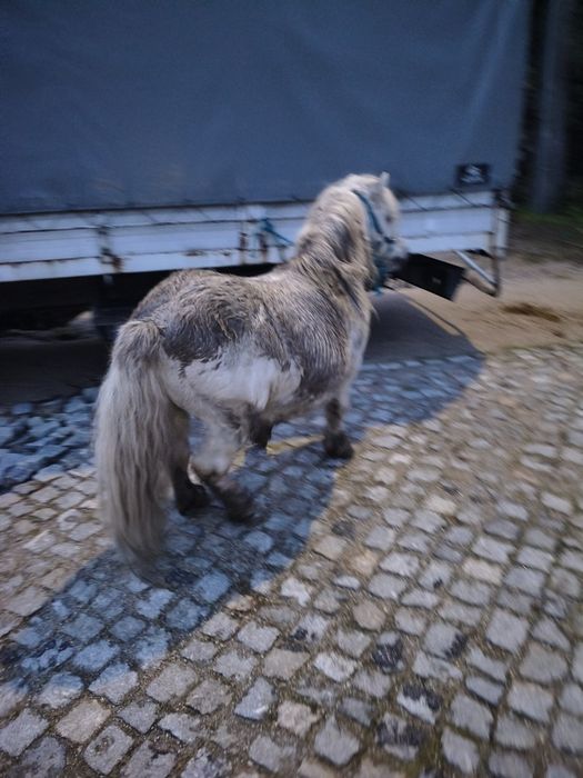 Pôneis mansos para venda