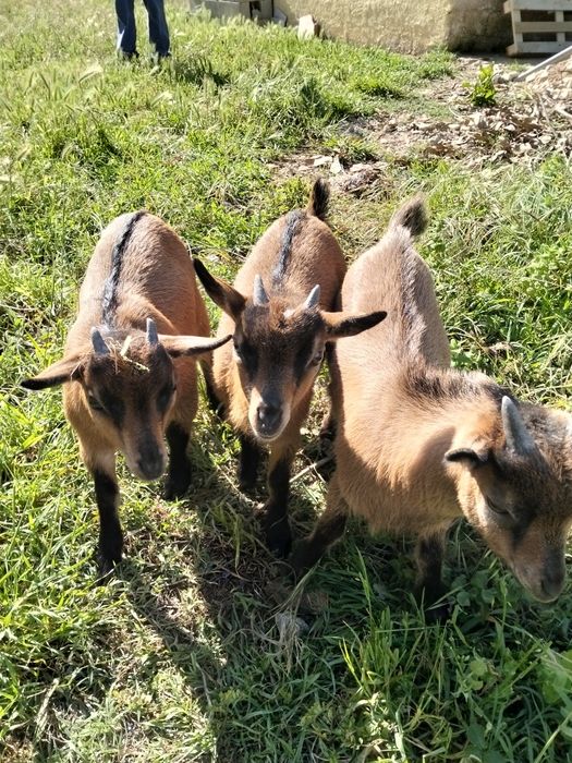 Vendo cabras anãs