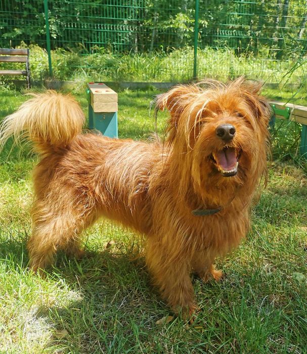 Alfik piękny pies czeka w schronisku