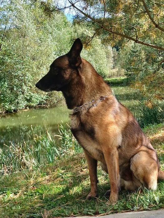 Кобель Малінуа. Вязка. Бельгійська вівчарка.