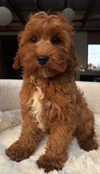 Cavapoo piesek Red