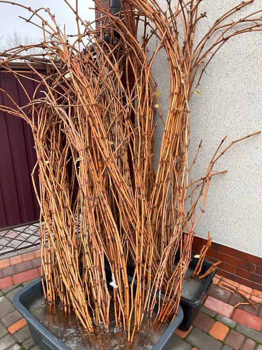 Виноградні черенки столових форм