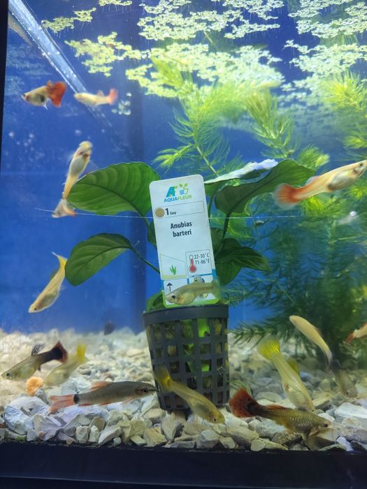 Guppys fêmeas variadas cores