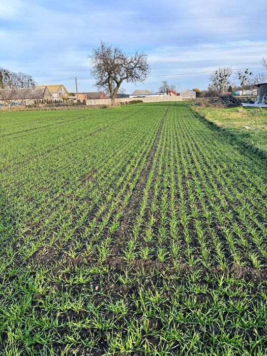 Sprzedam działki Siedliskowe