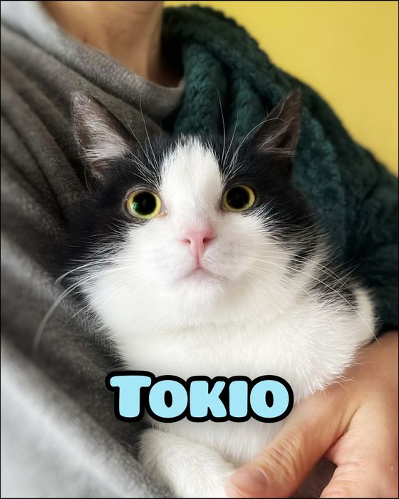 Uroczy Tokio szuka miłości :)