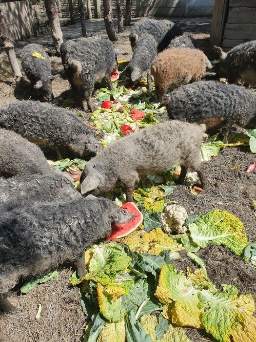 Kiełbasa z Mangalicy
