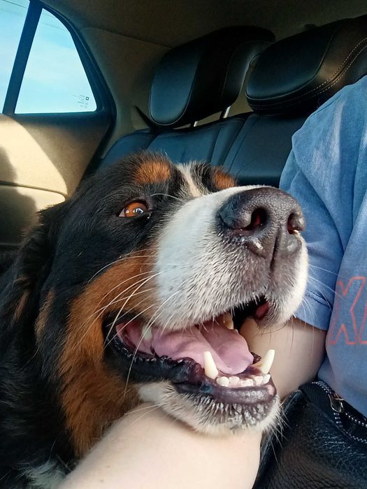 Sunia berneński pies pasterski