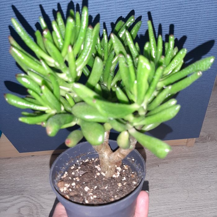 Crassula Gollum,  Gollum