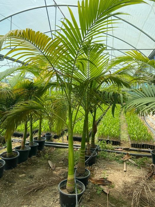 Palmeiras Raras / exóticas