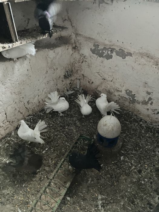 Pawiki indyjskie różne kolory likwidacja chodowli