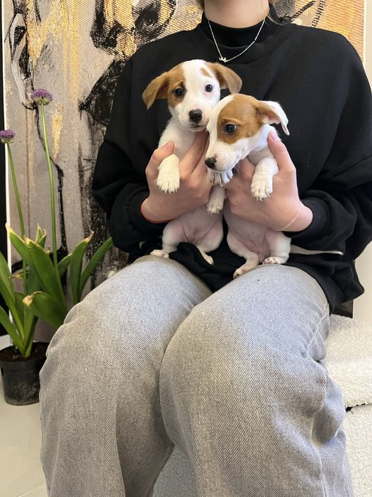 Jack russell terrier