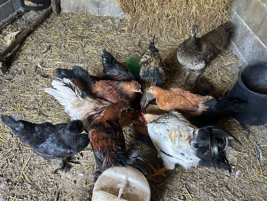 Patos de varias idades e galinhas tracadas de bhamas