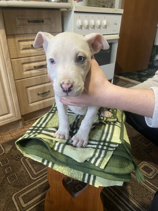 Продам цуцика пітбуля