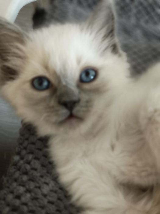 Kot Ragdoll Rag n