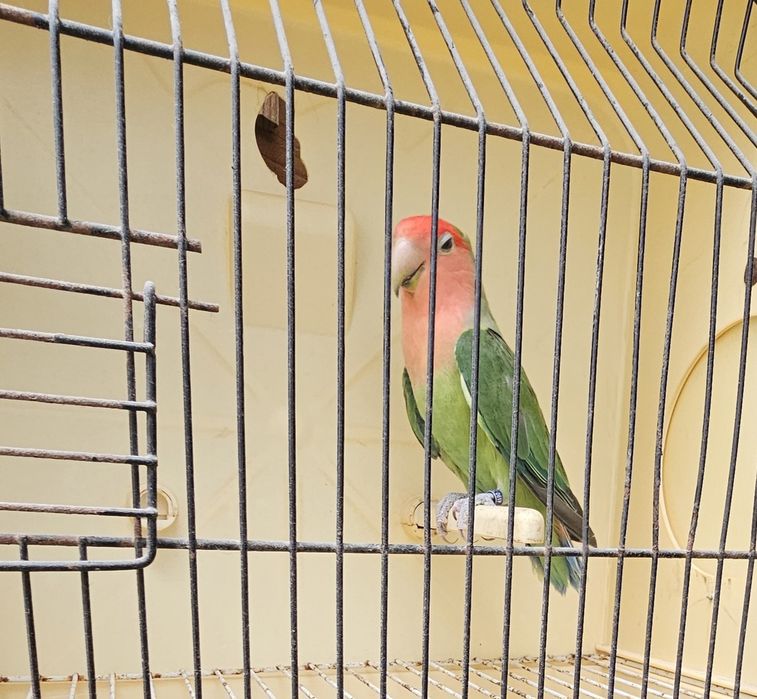 Agapornis rosicollir