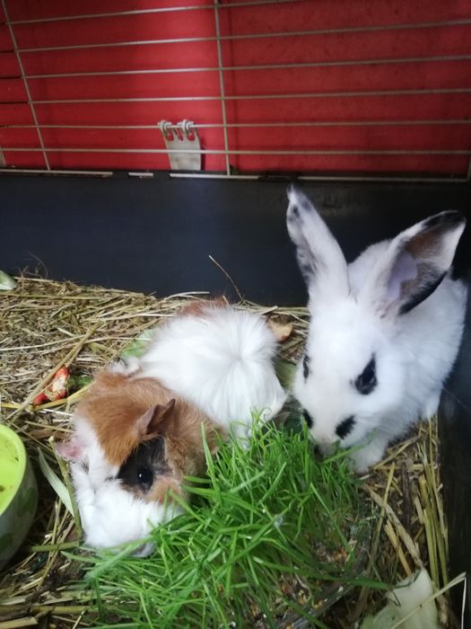 Крыски милашки малышки