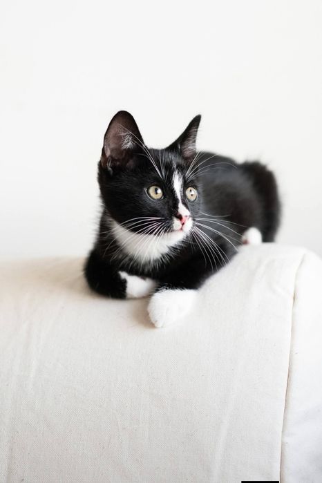 Kocięta kociaki do adopcji szukają domu