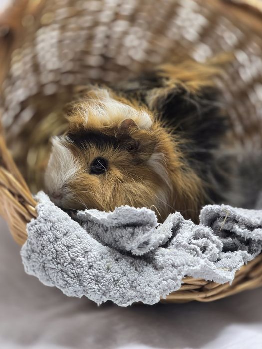 Морские свинки разных пород