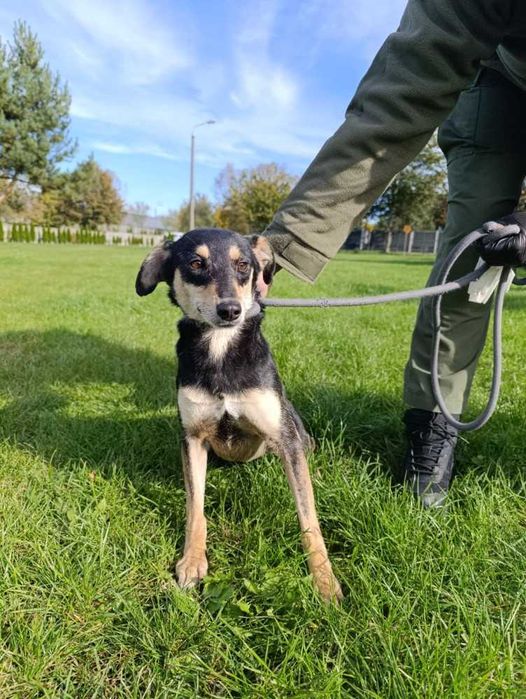 098628 NADZIEJA do adopcji