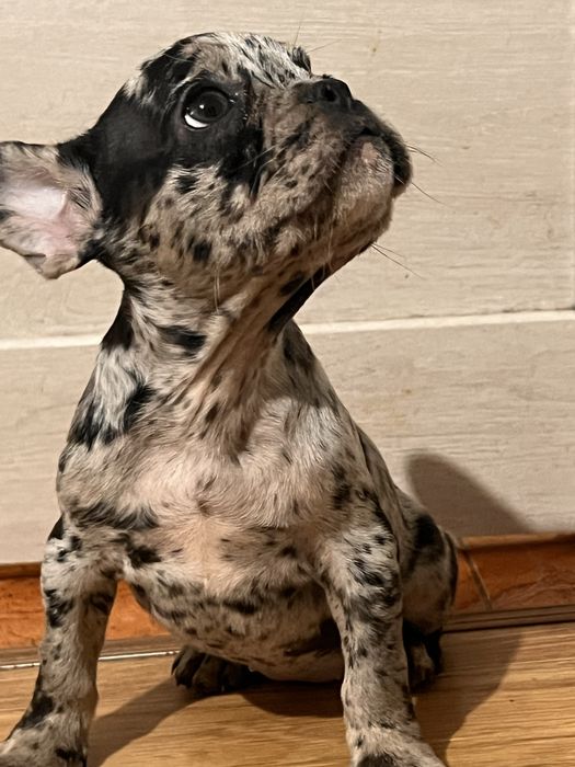 Французькі бульдоги