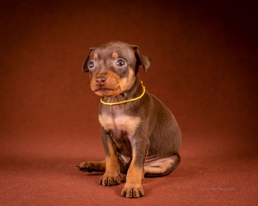 Цуценя празького крисаря