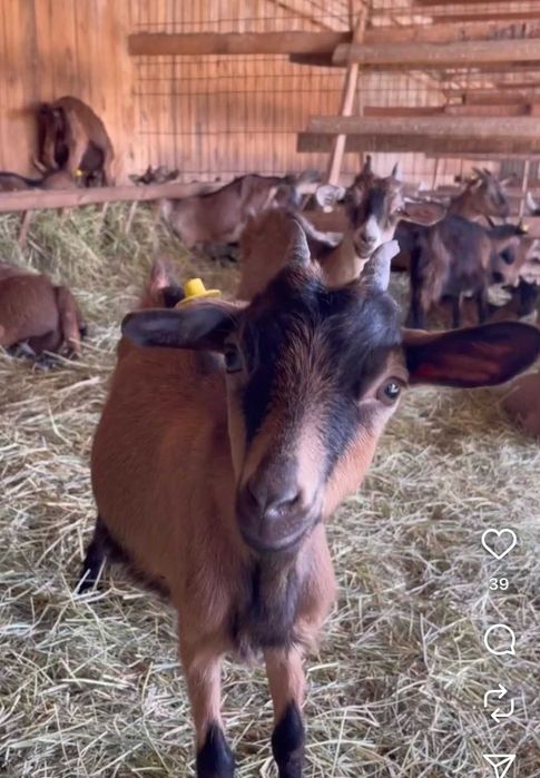 Розпродаж худоби