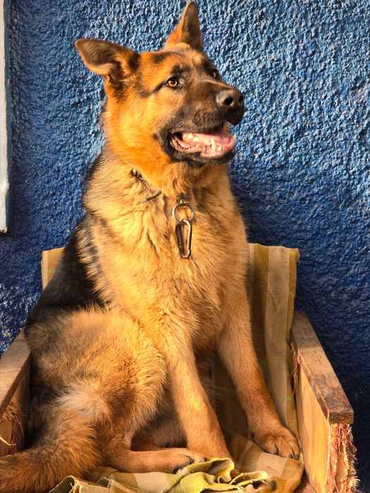 НІМЕЦЬКА ВІВЧАРКА! Цуценята з гарною родовою!