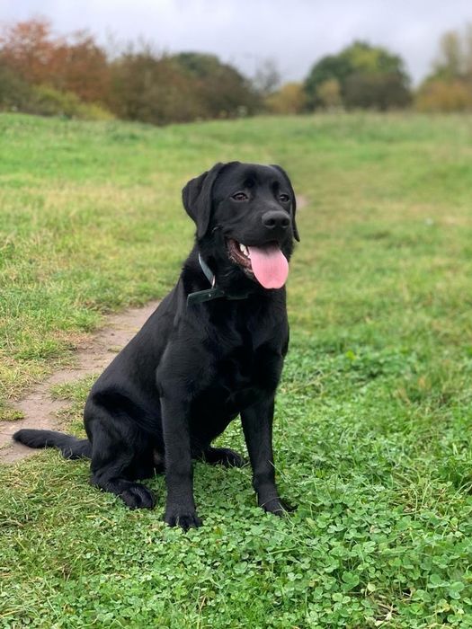 Przesłodki szczeniak Labrador Retriever.  Rodzice FCi i SWKiPR