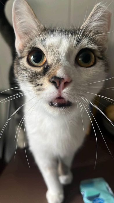 Kotek, kocur, kocurek