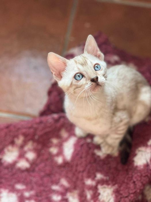 Snow gathina de bengala (fêmea)