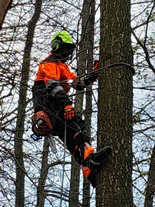 BEZPIECZNA Wycinka i Pielęgnacja Drzew | DOŚWIADCZONY Arborysta