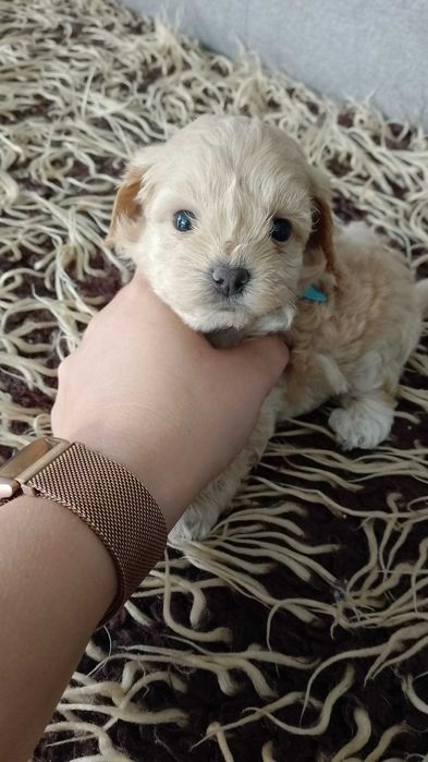 Śliczny Piesek Maltipoo
