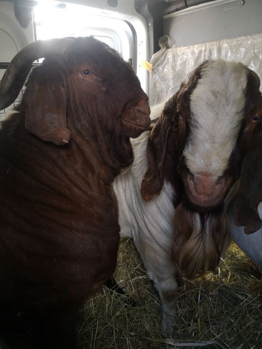 Доставка животных, (ВРХ,КРС, корова, свиньей, овец, коня, коза)