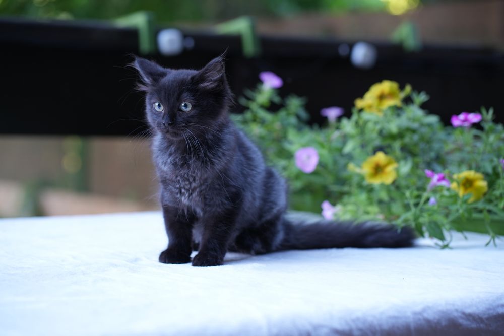 Kotka ragdoll/cherubim dymna Black solid