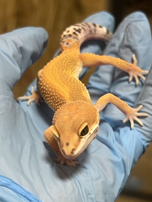 Gekon lamparci gekony lamparcie możliwe terarrium