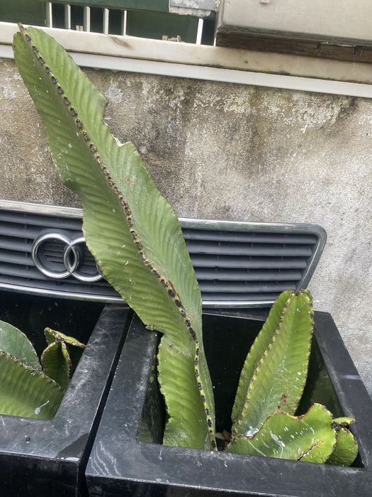 Cacto Americano cacto azul euphorbia ingens