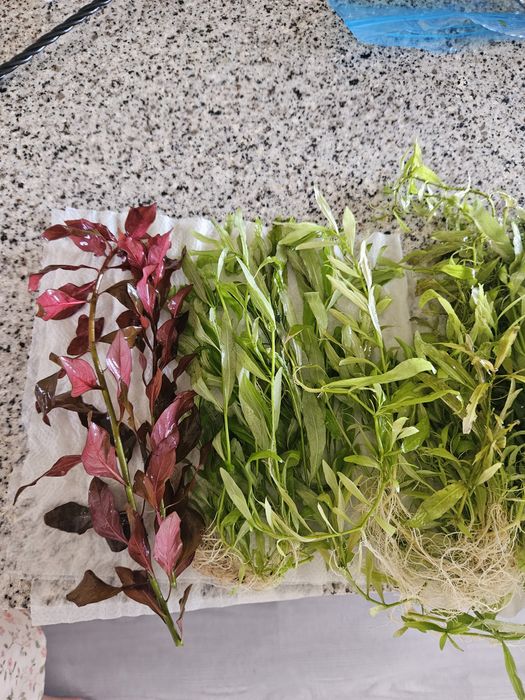 Plantas de aquário