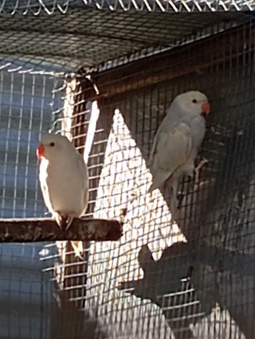 Ring necks 2025 para cedência