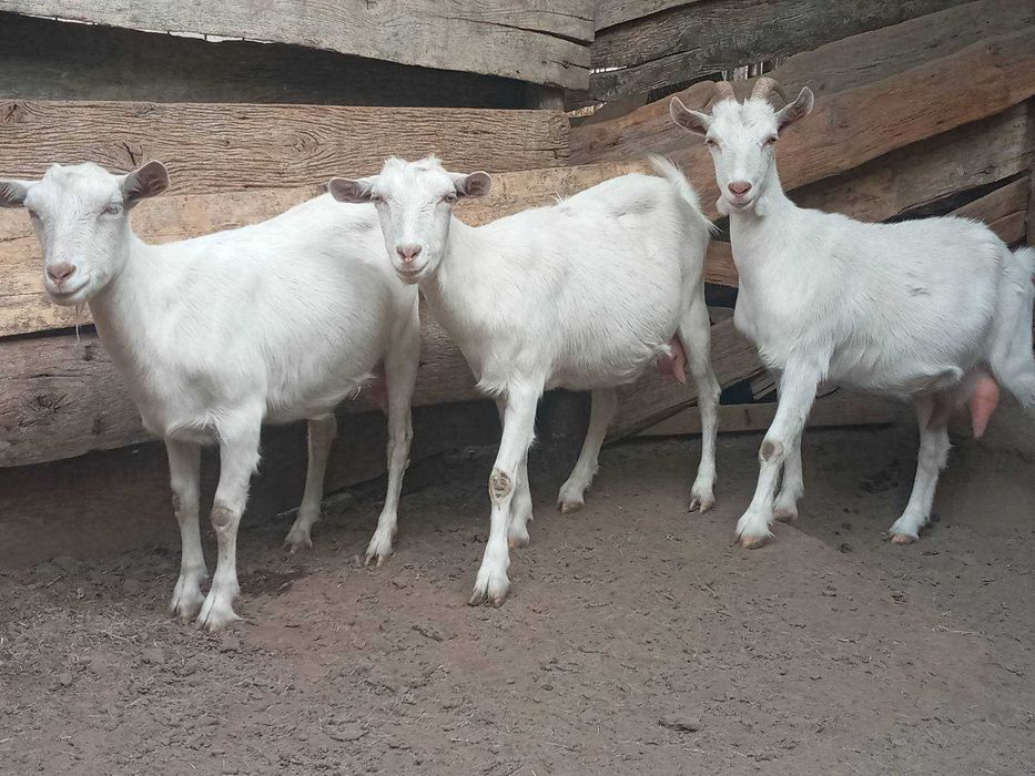 Продам кіз, козенят