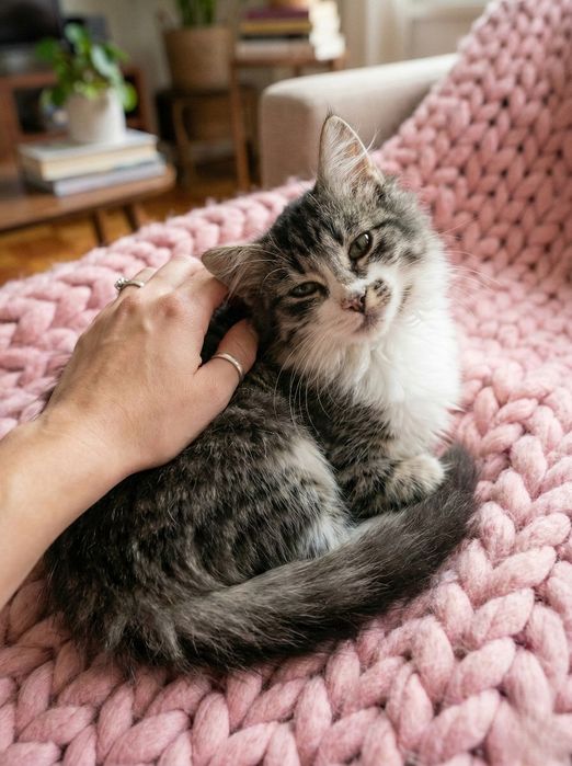 Милотуся! Кошеня 5 міс