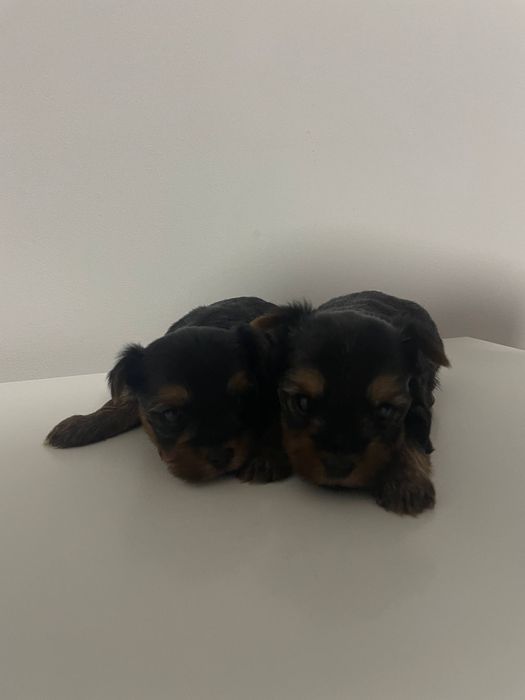 Йоркиширський тер'єр