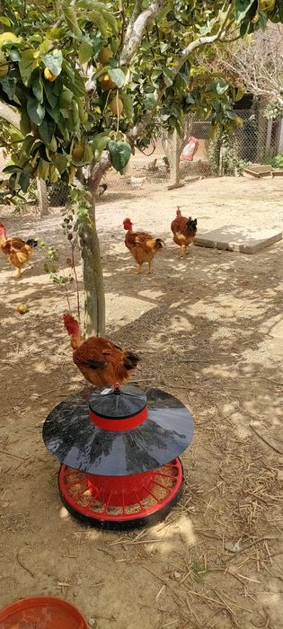 Galos caseiros limpos