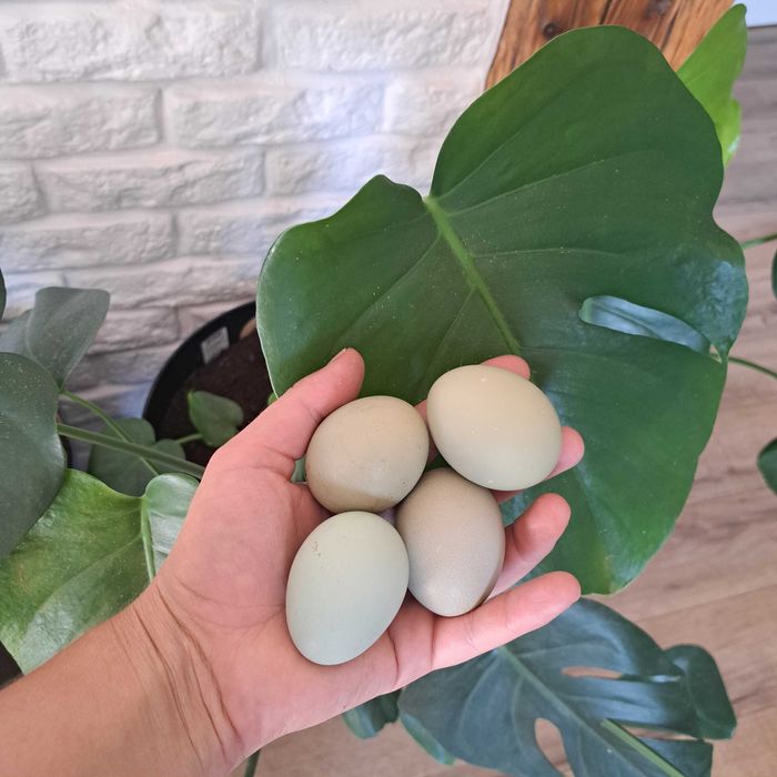 Jajka lęgiwe olive egger