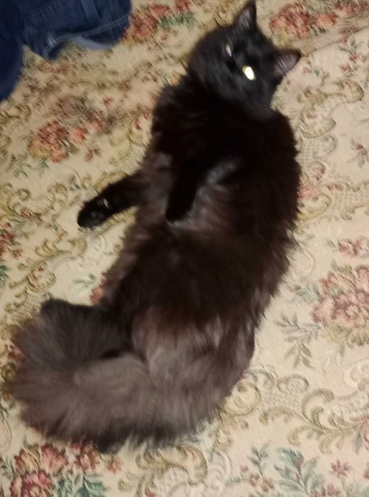 Чорнобура пухнаста кицюня Лабубу , метиска нібелунга