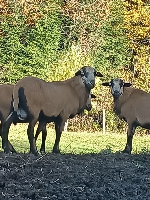 Owce kameruńskie baran